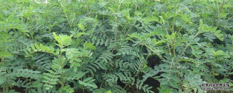 黄芪种子怎么种，适合什么时候种植？