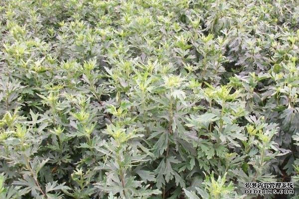 附子种植技术与栽培管理