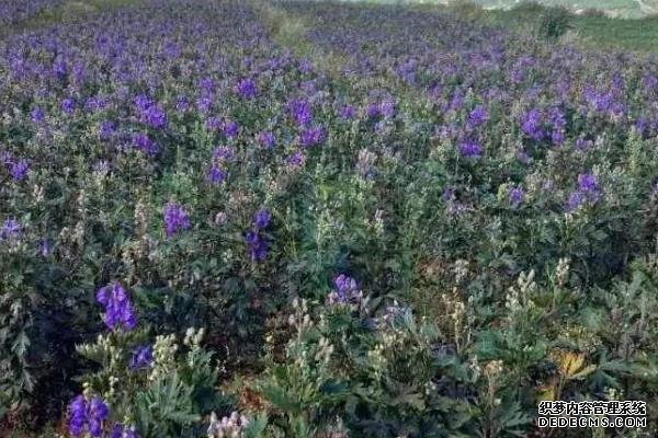附子种植技术与栽培管理