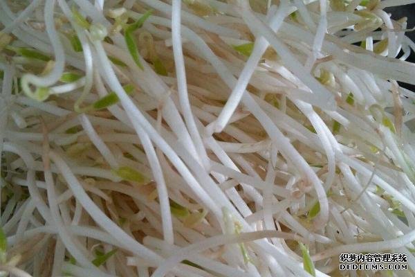 绿豆芽怎样发