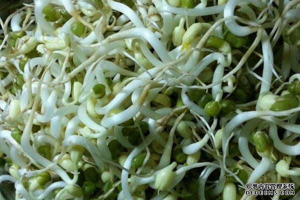 绿豆芽怎样发