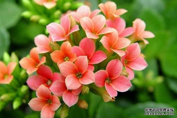 长寿花图片及养殖方法