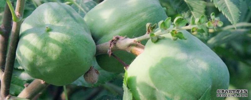 文冠果树苗价格是多少钱一棵？怎么种植？