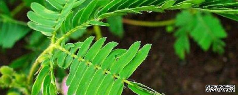含羞草价格及养殖方法，含羞草是直根性植物
