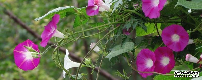 牵牛花种子价格，附种植方法