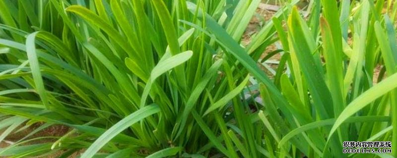 韭菜种子怎么种植？附播种时间