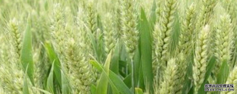 小麦种子价格及种植方法，附小麦的播种方法