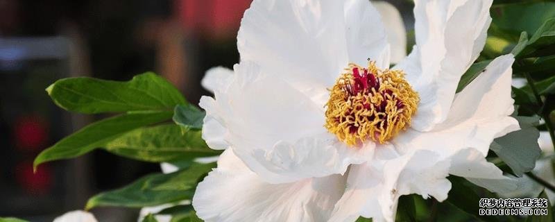 白芍种植技术，附具体操作