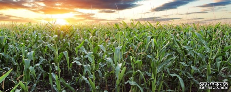 玉米种植如何科学施肥，施肥时间如何选择