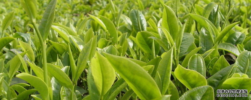 贵州山区茶树栽培技术，有五个方面