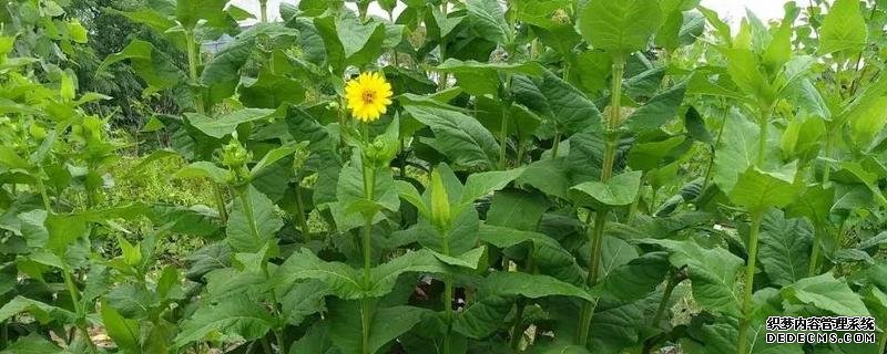怎样种植串叶松香草，附其利用价值