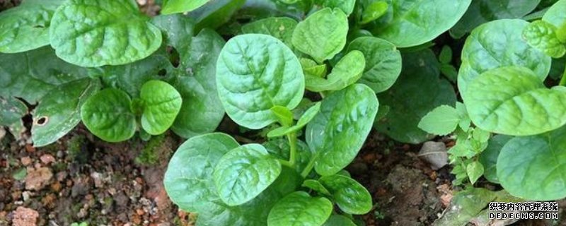 种植木耳菜要不要搭架，种植木耳菜有哪些需要注意的地方