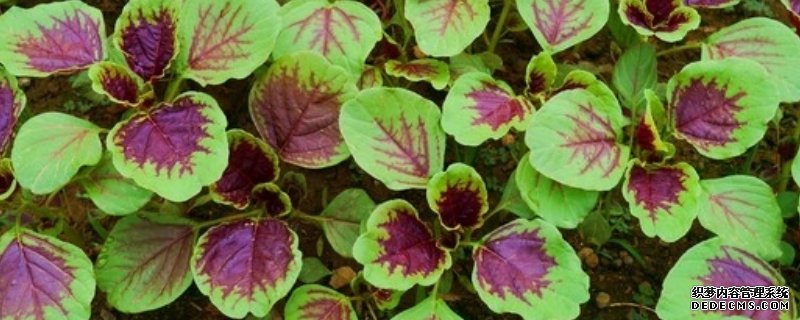 苋菜最佳种植时间，附苋菜实用种植技术与要点