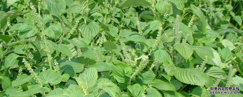 紫苏子又叫什么，附其种植管理要点