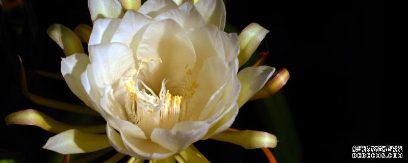 让昙花开花需要怎么养，附在冬季养殖昙花的注意事项