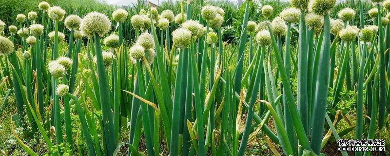 白葱籽的种植方法，怎样进行田间管理