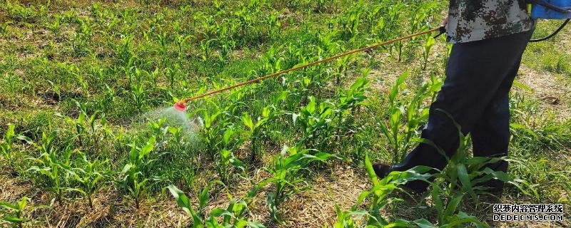 缩节胺对玉米会增产还是减产