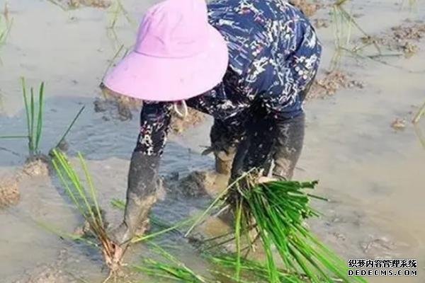马蹄的种植方法