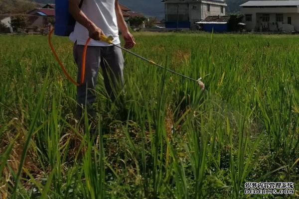 水稻田埂除草剂的配方