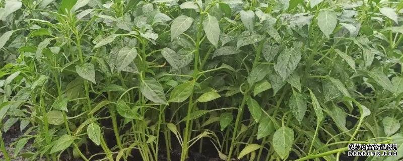 辣椒秧烂根的原因