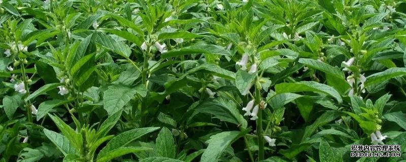 芝麻种植与管理方法