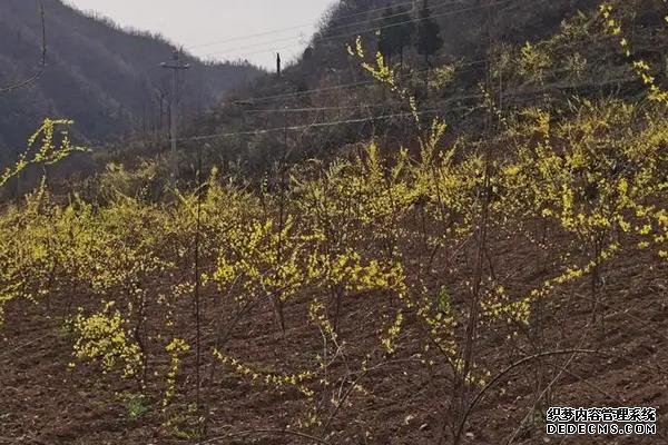 连翘的亩产量是多少，附何时种植为好