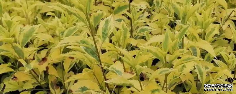 连翘的亩产量是多少，什么时候种植较好