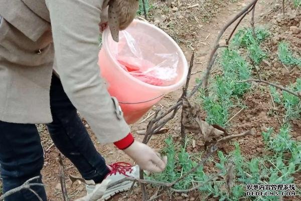 种植蔬菜的相关知识