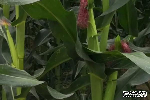 新疆产量最高的玉米品种