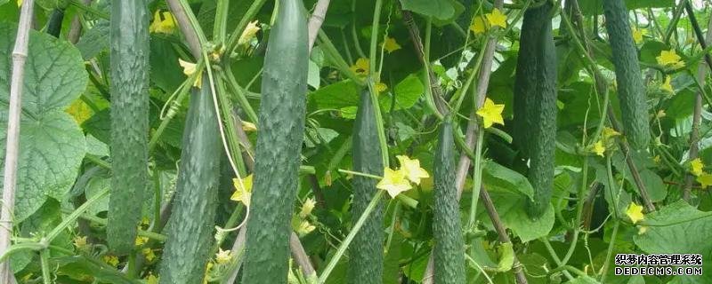 黄瓜节节有瓜怎么保留