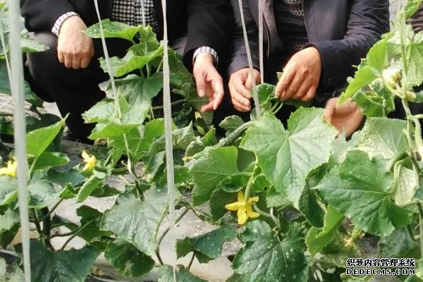 黄瓜开雄花不结果的补救方法