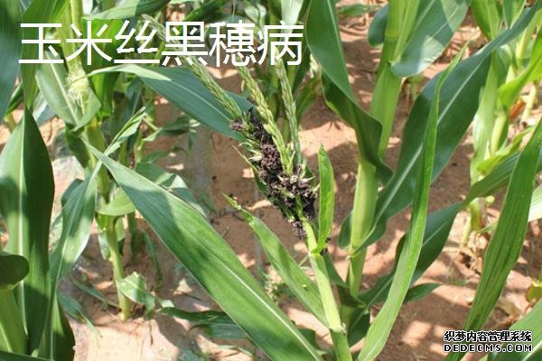 玉米苗叶片卷曲是什么病害
