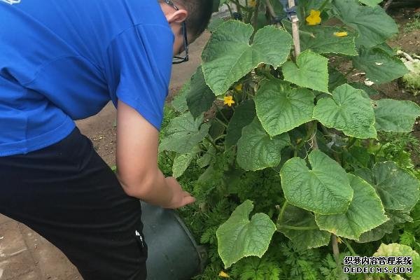 黄瓜开雄花不结果的补救方法