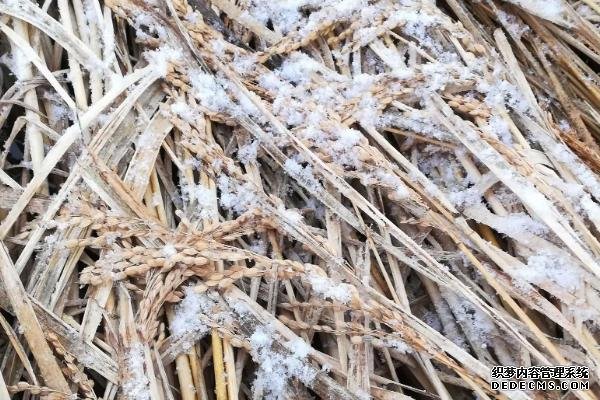 还没收完水稻就下雪怎么办