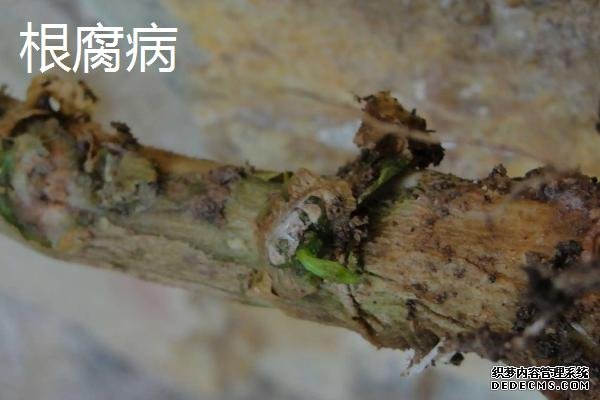 常见的辣椒病害