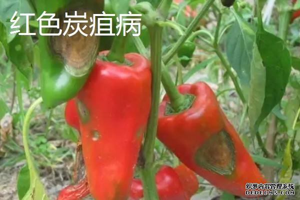 常见的辣椒病害