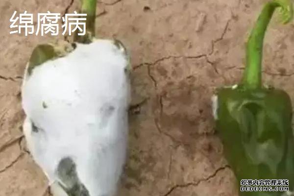 常见的辣椒病害