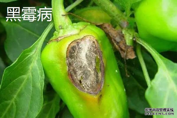 常见的辣椒病害