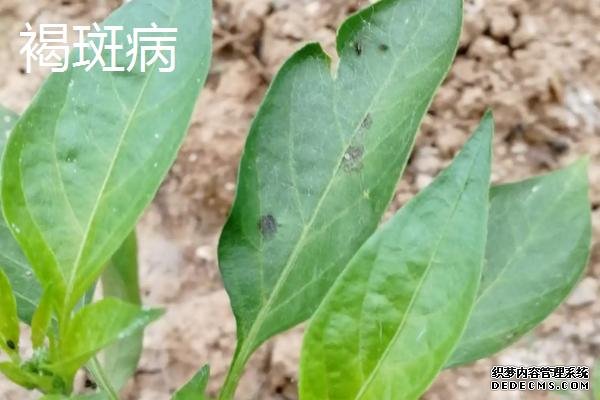 常见的辣椒病害