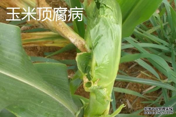 玉米苗叶片卷曲是什么病害