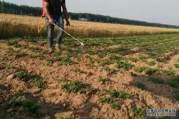 花生控旺如何使用烯效唑