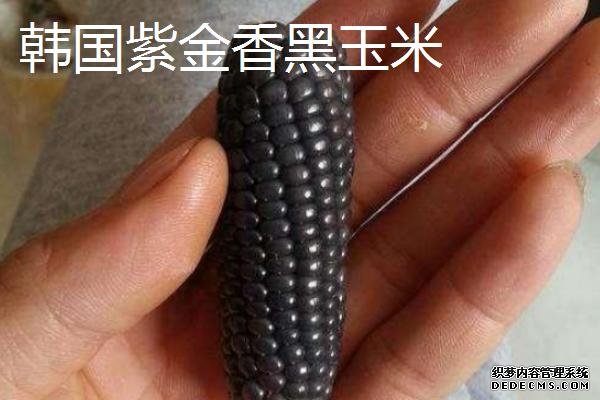 彩色玉米如何获得