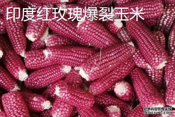 彩色玉米如何获得