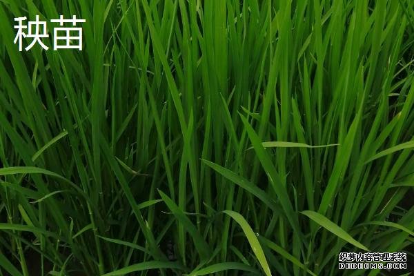 秧苗和稗草的根部区别