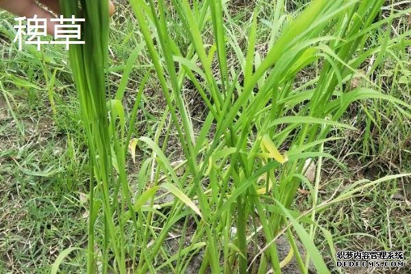 秧苗和稗草的根部区别