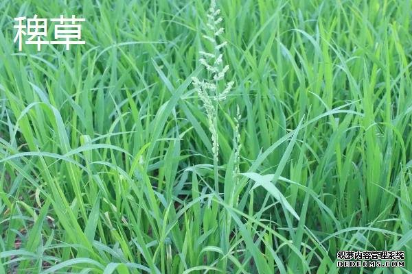 秧苗和稗草的根部区别