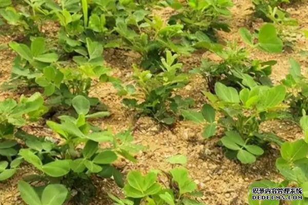 花生何时打三遍药，附花生基本介绍