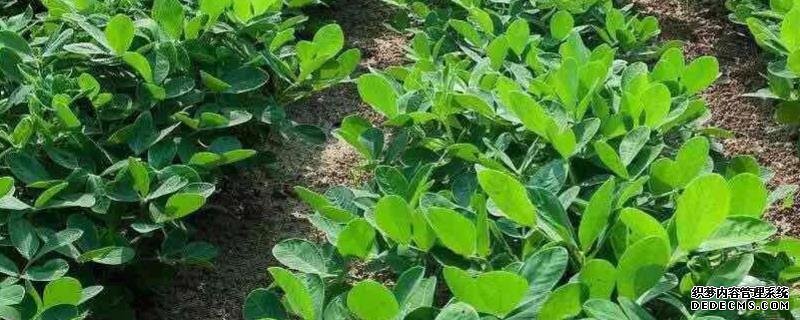 花生何时打三遍药，附花生基本介绍