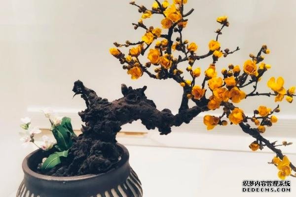 腊梅盆景怎么养护，气温过低时要移至室内越冬