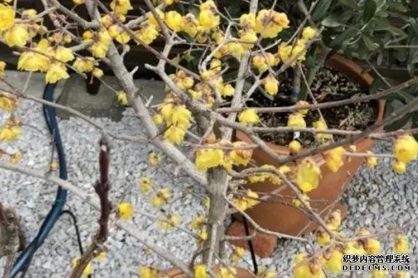 腊梅盆景怎么养护，气温过低时要移至室内越冬
